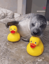 a seal with two yellow rubber ducks in front of it and a caption that says @briannaborghi