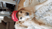 a dog is wearing a red hat that says ' donald trump ' on it