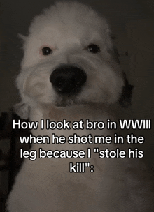 a white dog with a caption that says how i look at bro in wwiii when he shot me