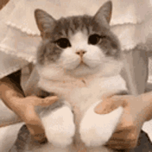 a person is holding a cat in their hands and it is looking at the camera .