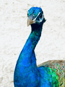 a close up of a peacock 's head and neck with a white background