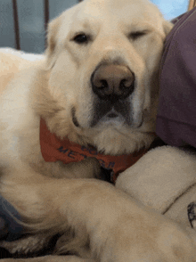 a dog wearing a bandana that says " merry christmas " on it