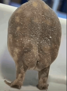 a close up of the back of a frog 's butt .