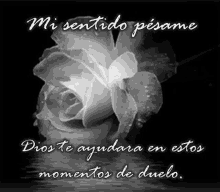 a black and white photo of a rose with the words " mi sentido pesame "