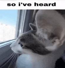 a cat is looking out of a window with the caption so i 've heard