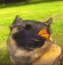 a dog with a butterfly on its nose is looking at the camera .