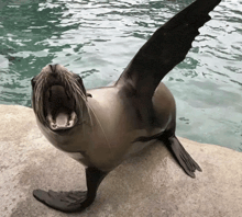 a seal with its mouth open and wings outstretched