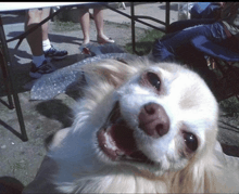 a small white dog with its mouth open is laying on its back