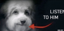 a picture of a dog with a red arrow pointing to it and the words listen to him