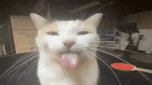 a close up of a cat sticking its tongue out while looking at the camera .