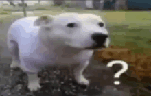 a white dog is standing in the dirt with a question mark on its head .