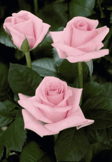 three pink roses with green leaves surrounding them