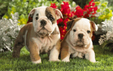 two puppies are standing next to each other in the grass with flowers in the background