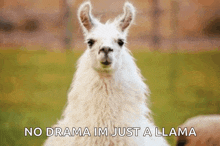 a white llama with the words no drama im just a llama written below it