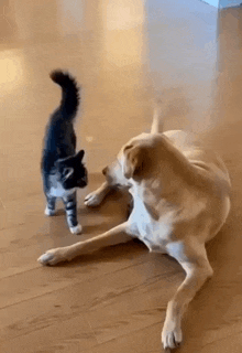 a dog and a cat are playing on the floor .