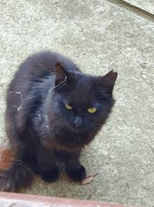 a black cat with yellow eyes is standing on a concrete surface