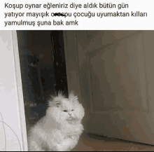 a white cat is sitting in front of a door with a caption in another language