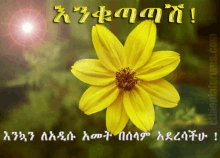 a yellow flower with the words ethiopiaforums.com written below it