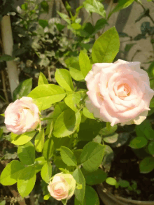 a pink rose is surrounded by green leaves in a garden