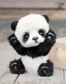 a baby panda bear is sitting on a wooden table with its paws up .