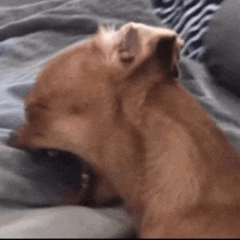 a dog is yawning while laying on a bed .