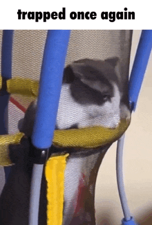 a cat is trapped in a trampoline with the words trapped once again above it