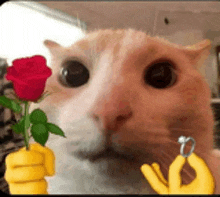 a close up of a cat holding a red rose in its mouth