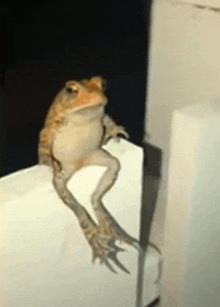 a frog is sitting on a white surface with its legs crossed .