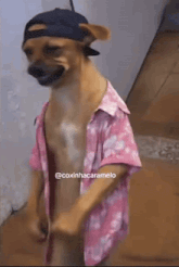 a dog wearing a hat and a pink shirt with the hashtag @coxinhacaramelo on the bottom
