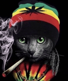 the cat is wearing a rasta hat and smoking a cigarette