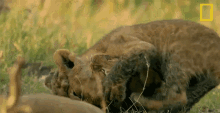 two lion cubs are playing with each other in the grass and one of them is laying on its back .