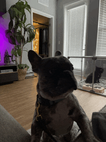 a dog sitting on a couch looking at the camera