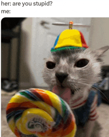 a cat wearing a hat and holding a lollipop with the caption her are you stupid me