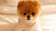 a small brown and white pomeranian dog is sitting on a bed looking at the camera .