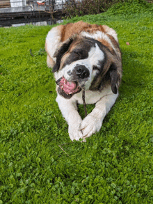 a brown and white dog is laying in the grass with its tongue out