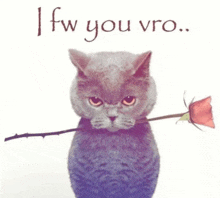 a cat is holding a rose in its mouth with the words ifw you vro written below it