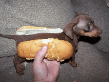 a person is holding a hot dog in front of a brown dog