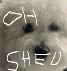 a close up of a white dog with the words oh shed written on its face