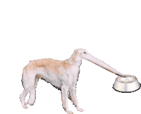 a dog with a very long neck is holding a silver bowl