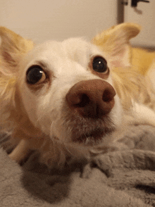 a close up of a dog 's nose and eyes