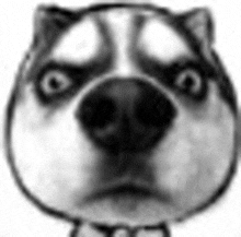 a close up of a husky dog 's face with a very angry look on its face .