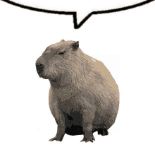 a picture of a capybara with a speech bubble in the background