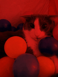 a cat is laying in a pile of red and blue plastic balls