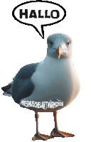 a seagull says hallo in a speech bubble above it