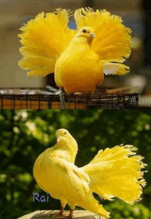 two pictures of a yellow bird with the name rai written on the bottom