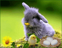 a rabbit with a yellow flower in its mouth next to a chick and eggs in a nest