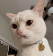 a close up of a white cat with a tag around its neck that says ' a ' on it