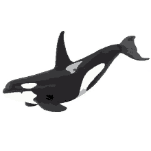 a black and white toy killer whale on a white surface