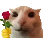 a cat is holding a banana and a red rose in front of its face .