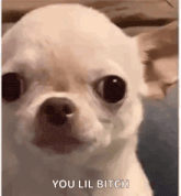 a close up of a white chihuahua with the words `` you lil bitch '' written on it .